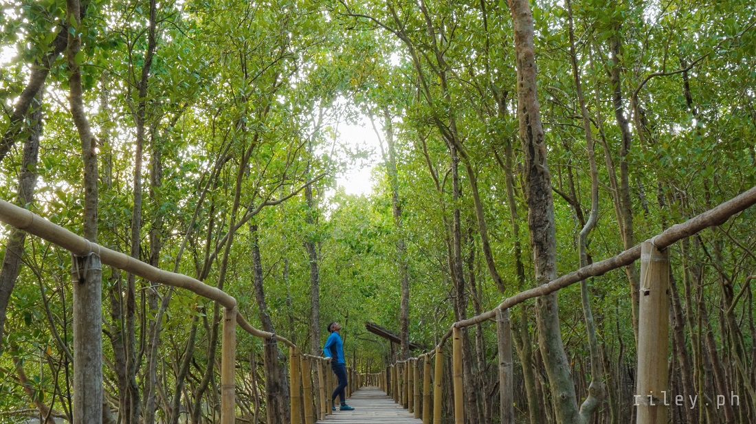 Bakhawan Eco-Park, Kalibo, Aklan, Philippines