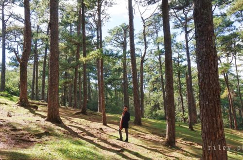 Camp John Hay, Baguio City, Benguet. Philippines