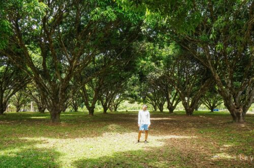 National Mango Research and Development Center, Jordan, Guimaras, Philippines