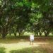 National Mango Research and Development Center, Jordan, Guimaras, Philippines